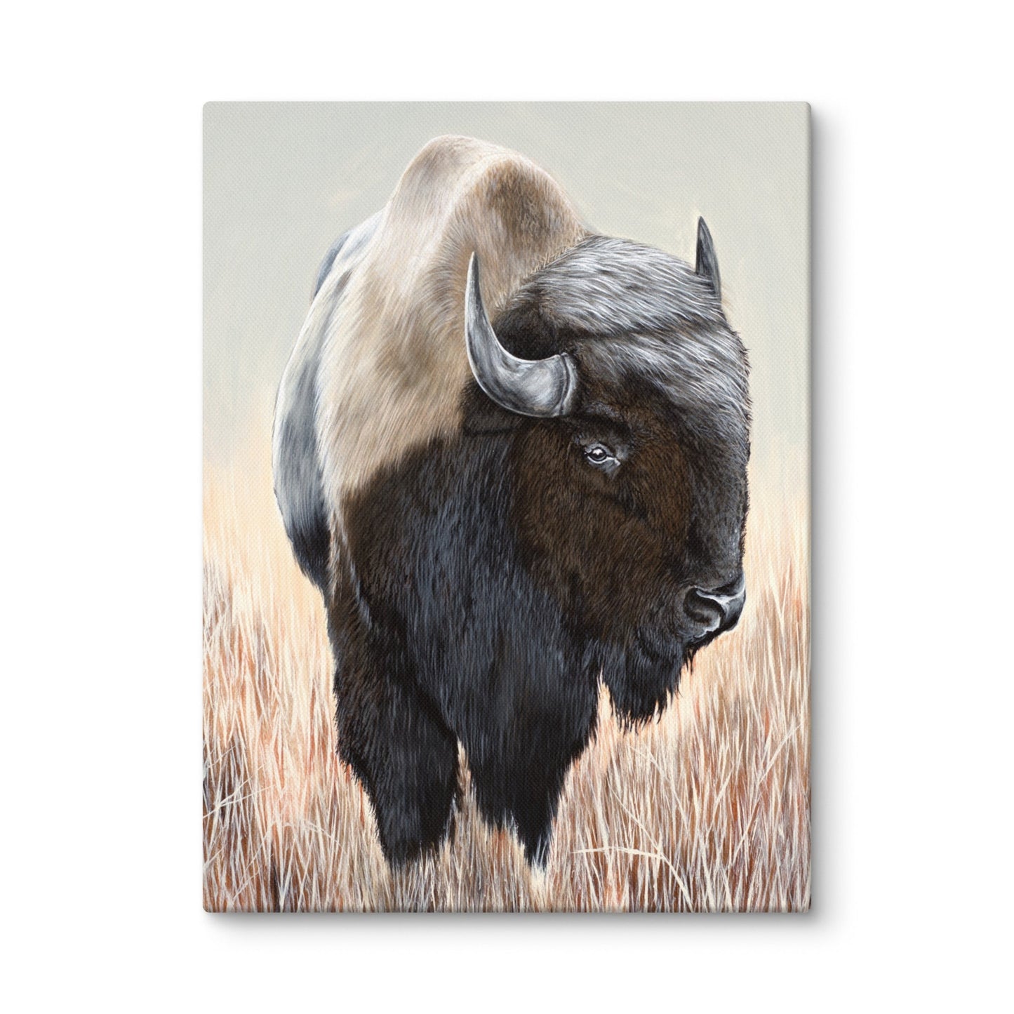 Buffalo "Canvas"