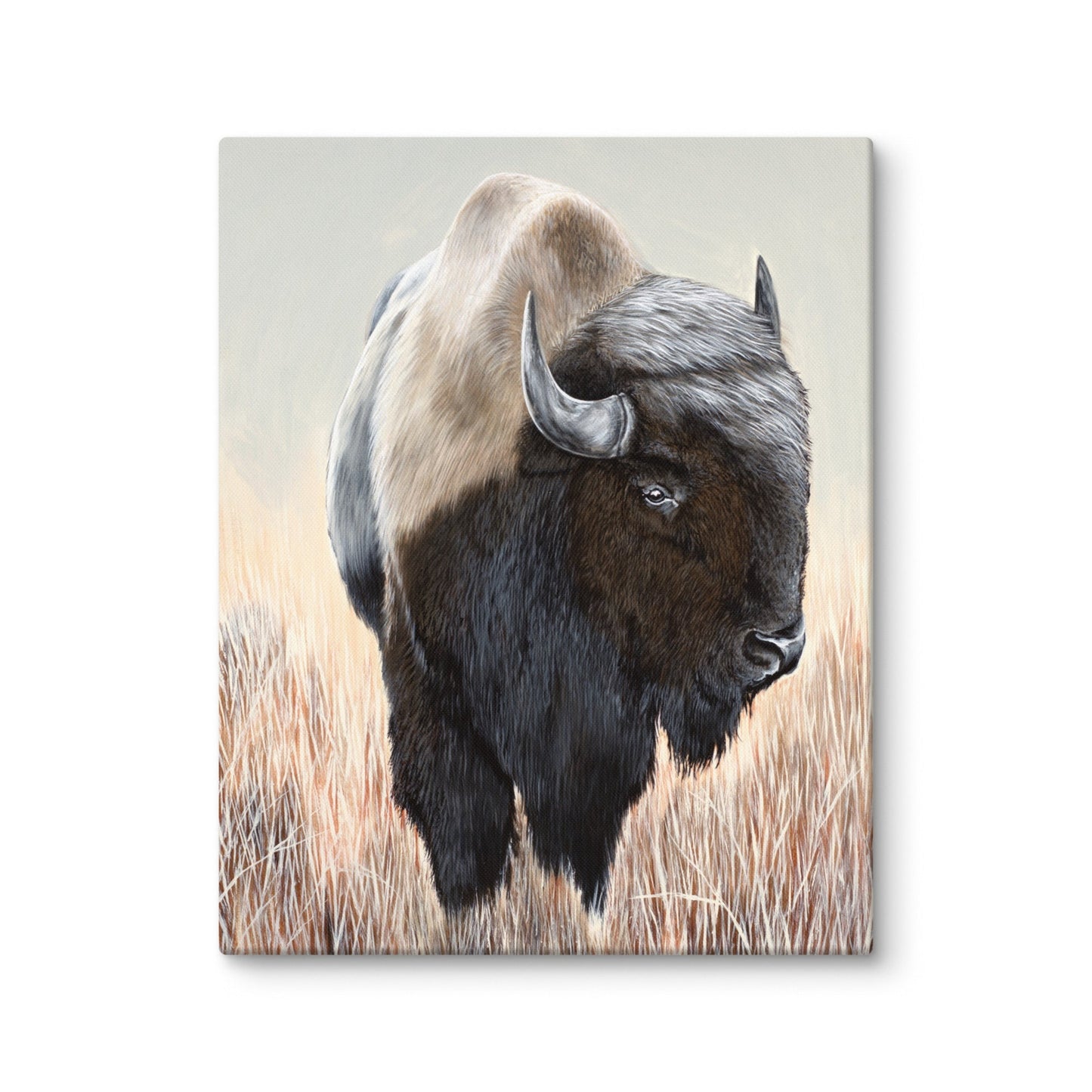 Buffalo "Canvas"